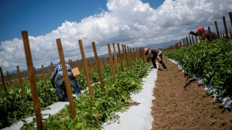 México pede a EUA que garanta direitos a trabalhadores agrícolas migrantes