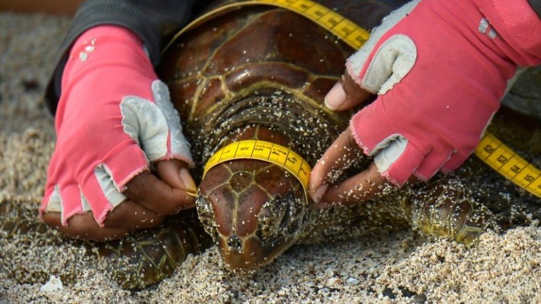 Tubarões e tartarugas: o rastreamento que preserva a vida selvagem de Galápagos