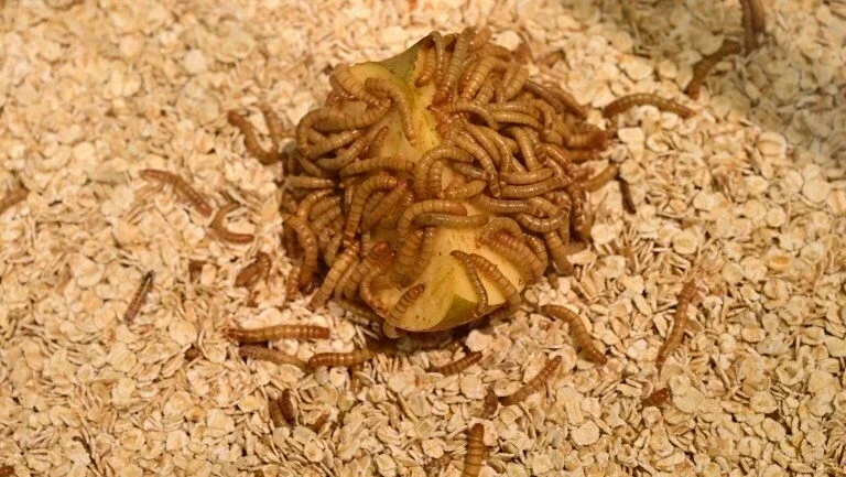 UE autoriza consumo de larvas de farinha
