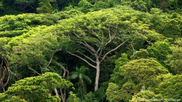 Por que o desmatamento na Mata Atlântica persiste