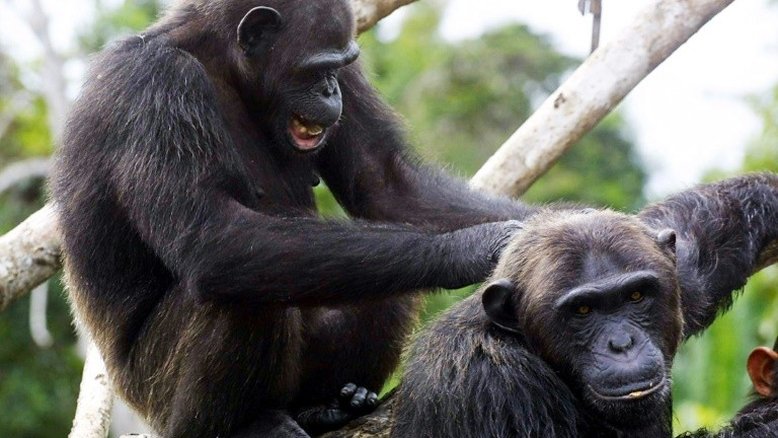 Chimpanzés 'apertam as mãos' de acordo com seu grupo social, diz estudo