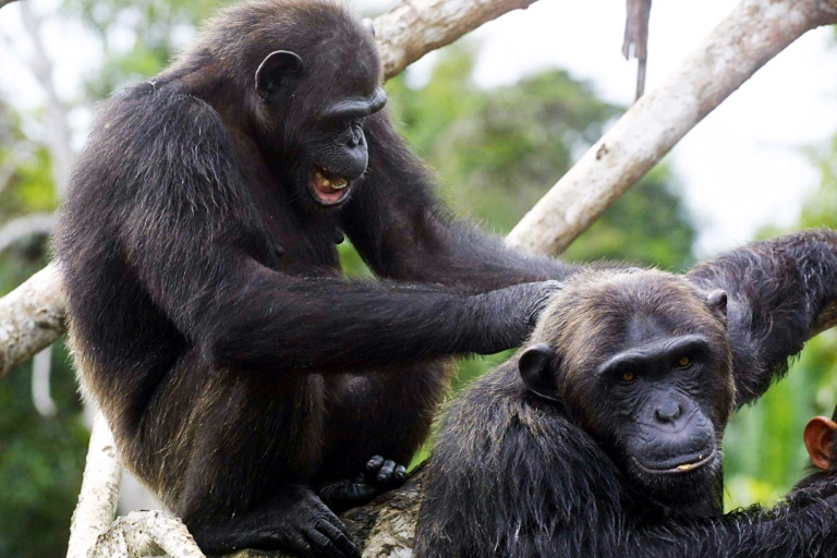 Chimpanzés 'apertam as mãos' de acordo com seu grupo social, diz estudo