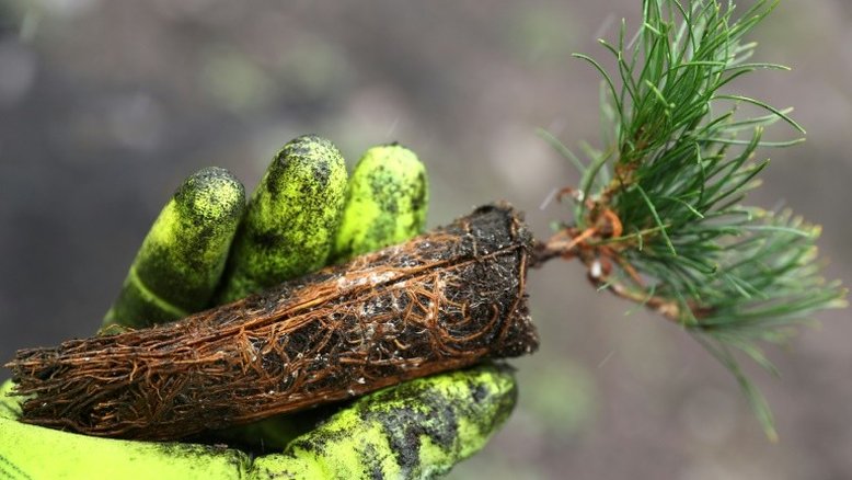 Fungos ajudaram as plantas a conquistar terras emergentes