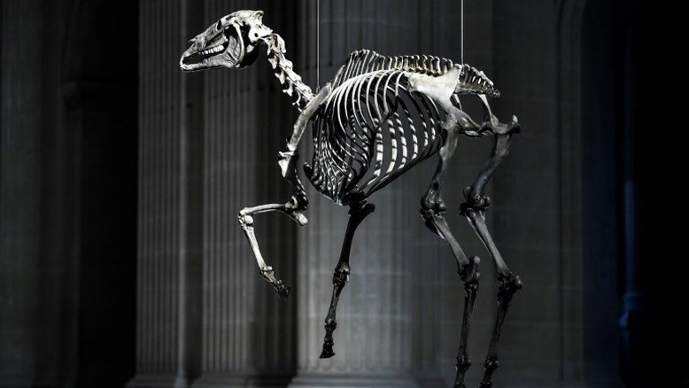 Polêmica na França por esqueleto do cavalo de Napoleão sobre seu túmulo