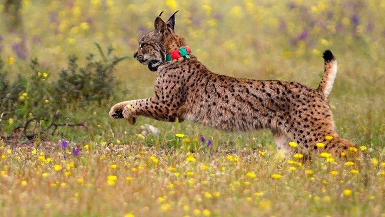 Espanha está 'otimista' quanto à sobrevivência do lince ibérico