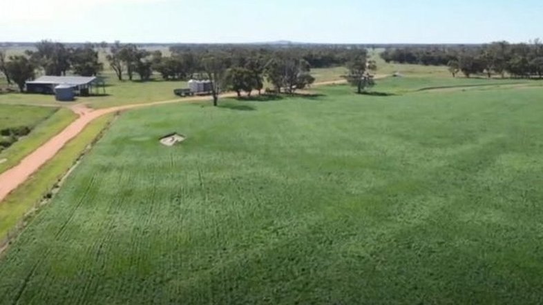 Agricultores vivem infestação assustadora de camundongos na Austrália