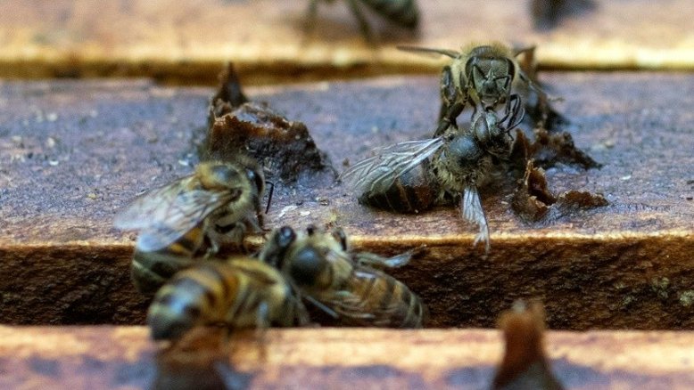 Cobra, urso, abelhas: confira vídeos de ataques assustadores cometidos por bichos
