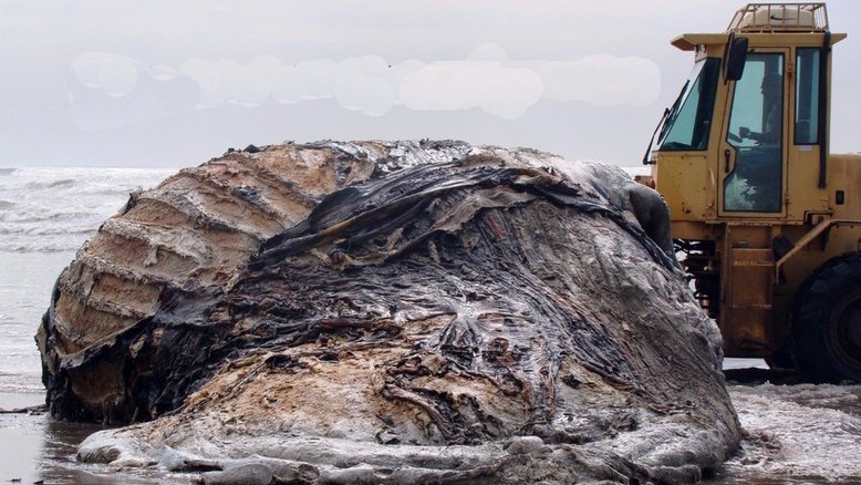 Esqueleto gigante é encontrado em praia do litoral de SP