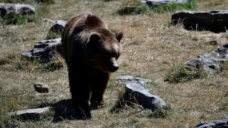 Soldado morre após ser atacado por urso nos EUA