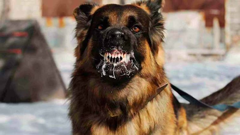 Rio de Janeiro registra caso de raiva animal depois de 26 anos