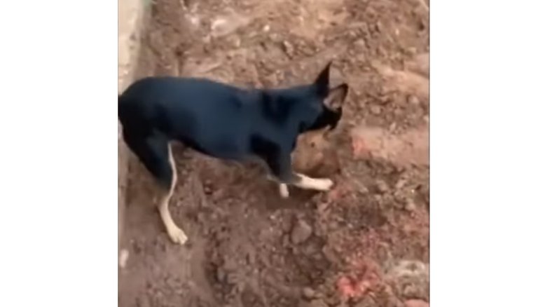 Vídeo: Cachorro “denuncia” à Polícia Federal local onde o dono escondia drogas