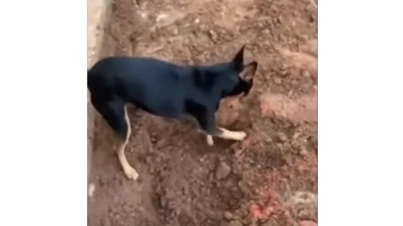 Vídeo: Cachorro “denuncia” à Polícia Federal local onde o dono escondia drogas