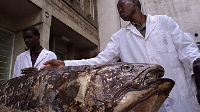 Peixes de espécie rara são encontrados na costa de Madagascar