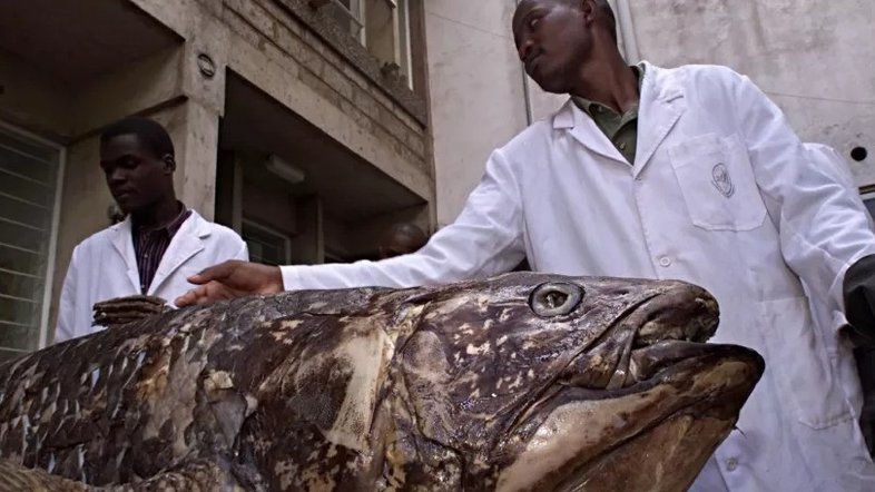 Peixes de espécie rara são encontrados na costa de Madagascar