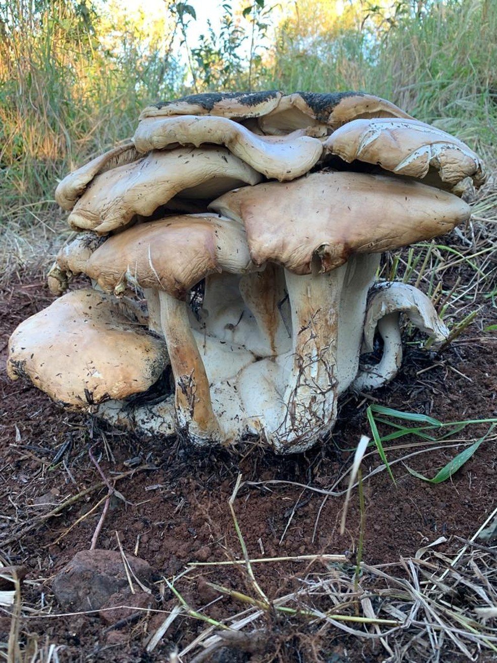 SC: Conjunto de cogumelos de 18kg é encontrado em chácara