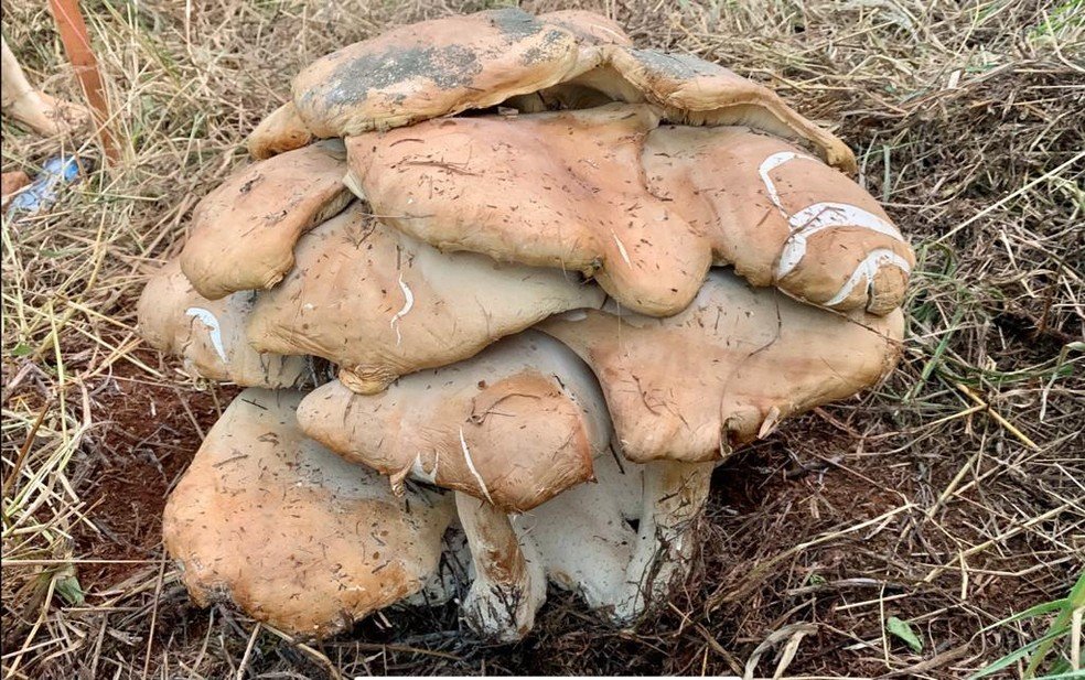 SC: Conjunto de cogumelos de 18kg é encontrado em chácara
