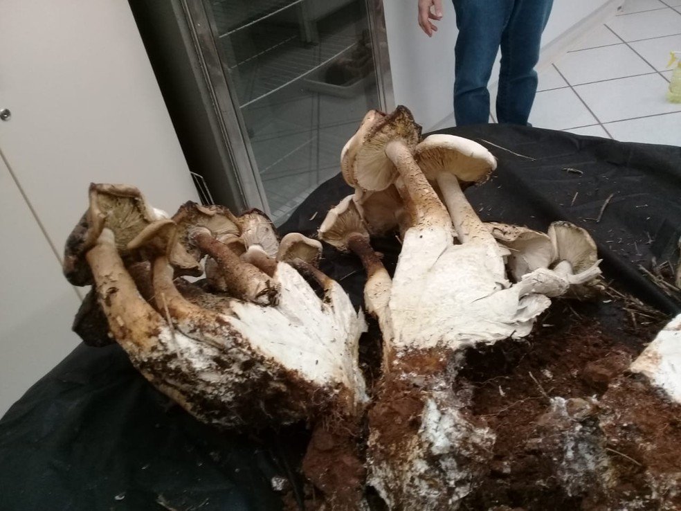 SC: Conjunto de cogumelos de 18kg é encontrado em chácara