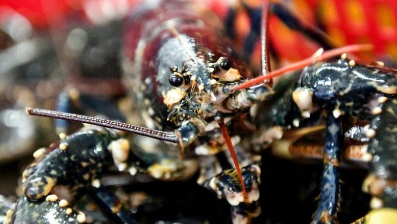 Cientistas franceses conseguem dominar reprodução de lagosta vermelha para 'restauração ecológica'