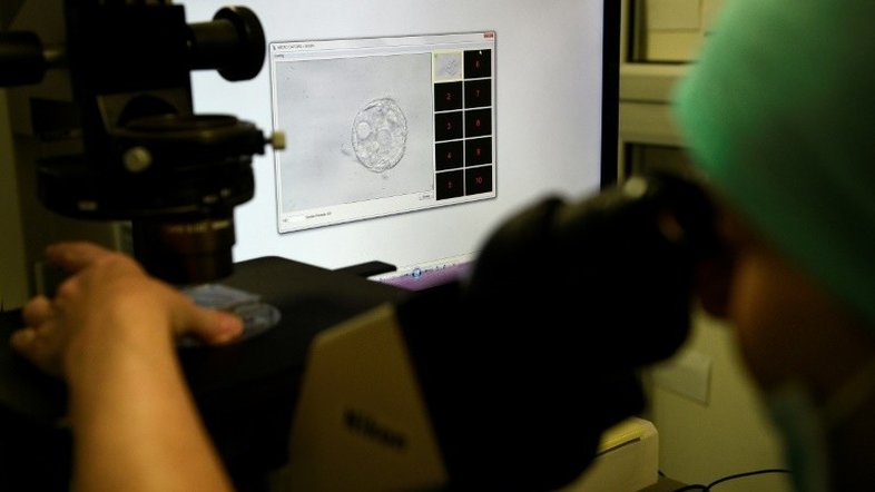 Cientistas defendem a permissão de pesquisas com embriões com mais de 14 dias