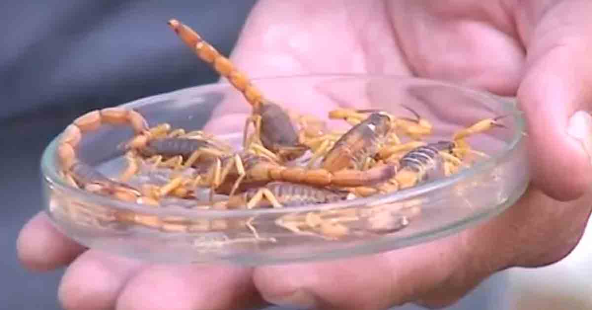 SC: Cidades têm infestação de escorpiões cuja picada pode levar à morte