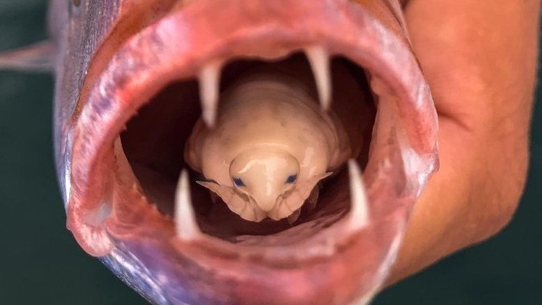 Estudante de biologia captura espécie desconhecida com parasita no lugar da língua