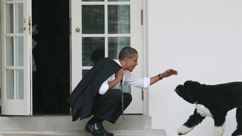 Morre Bo, cachorro de Barack Obama e estrela da Casa Branca
