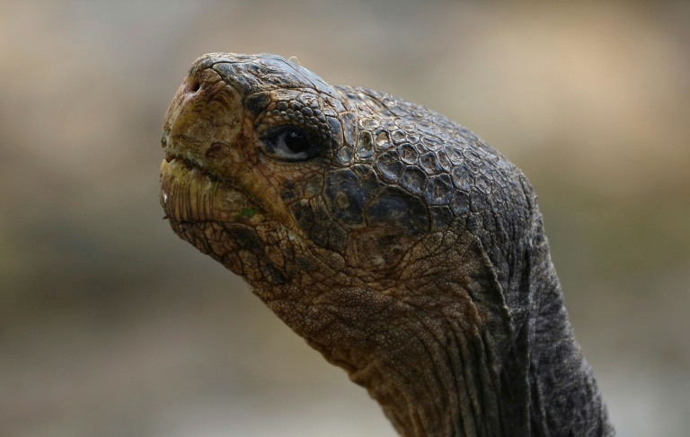 Equador confirma que tartaruga encontrada em Galápagos é de espécie considerada extinta