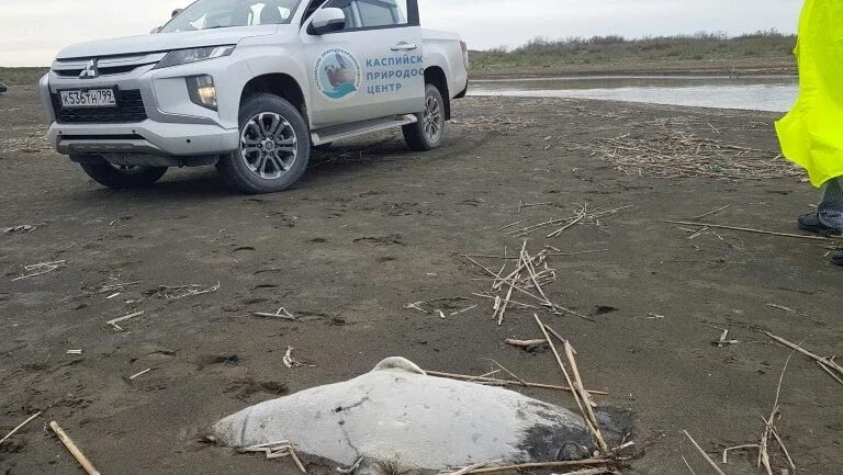 Cerca de 170 focas encontradas mortas na República russa do Daguestão, nas margens do Mar Cáspio