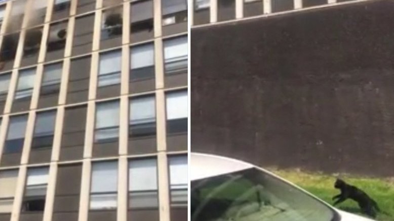 Sete vidas? Gato salta do 5º andar de prédio em chamas e sobrevive