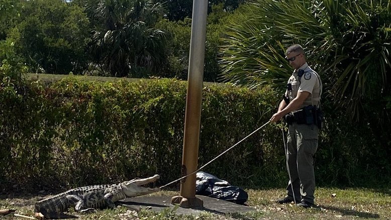 Jacaré de quase 2 metros é capturado após perseguir clientes em estacionamento de fast food na Flórida