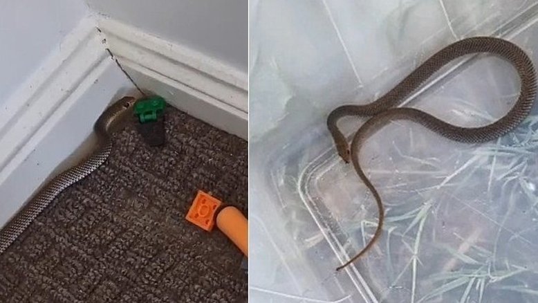 Mãe remove serpente escondida em brinquedo do filho na Austrália