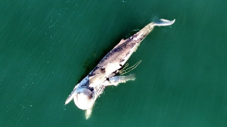 Baleia é encontrada morta com material de rede de pesca preso ao corpo em Florianópolis (SC)