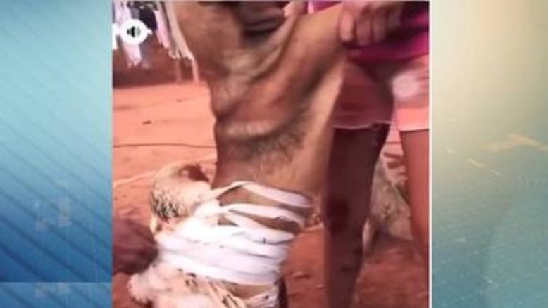 Casal é preso por torturar cachorro no interior em Onça de Pitangui (MG)