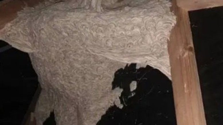 Mulher se assusta com "ninho gigante" em sótão de casa na Nova Zelândia
