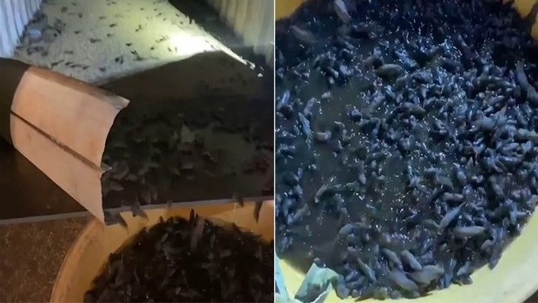 Reprodução/Daily Mail