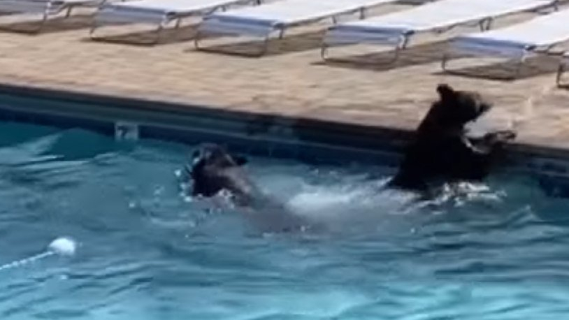 Ursos invadem festa e se refrescam em piscina nos EUA