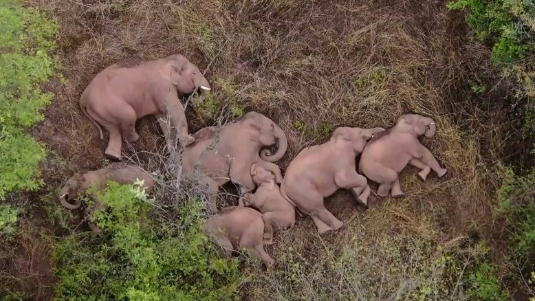Manada em marcha na China faz pausa para que elefante atrasado a alcance