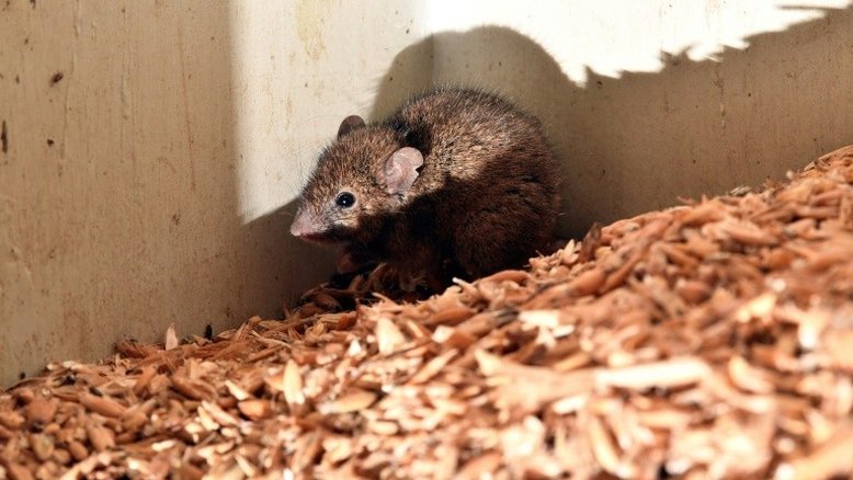 Invasão de ratos obriga evacuação de prisão na Austrália