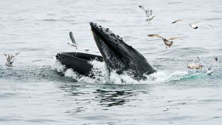 (Arquivo) Uma baleia jubarte no santuário marinho nacional de Stellwagen Bank, em 10 de maio de 2018, perto de Gloucester, Massachusetts - AFP