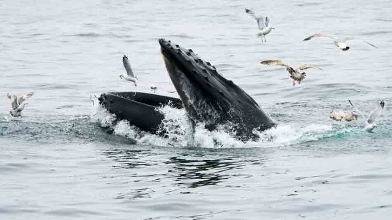 (Arquivo) Uma baleia jubarte no santuário marinho nacional de Stellwagen Bank, em 10 de maio de 2018, perto de Gloucester, Massachusetts - AFP