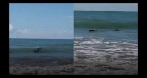 Vídeo: Pescador vê “tronco” flutuando no mar e fica surpreso ao descobrir que era um crocodilo