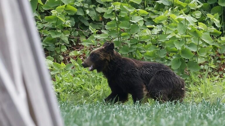 Caçadores matam urso que atacou quatro pessoas em cidade do Japão