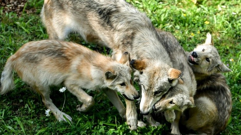 Lobos nascem no estado americano do Colorado pela primeira vez em 80 anos