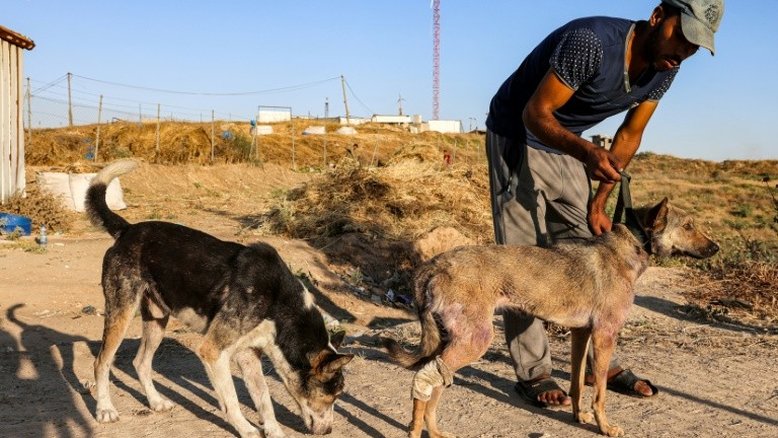 Morte de animais de estimação em ataques é outro trauma para crianças de Gaza