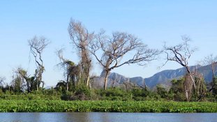 Expedição Pantanal registra estragos feitos pelos incêndios do ano passado