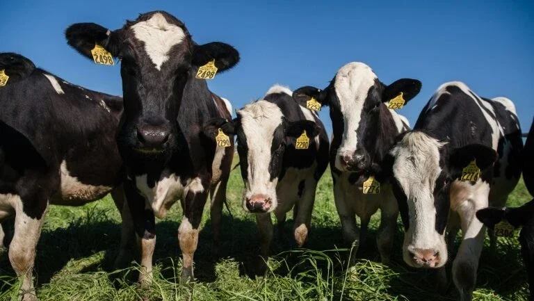 Vaca que fugiu de abatedouro receberá indulto em Los Angeles