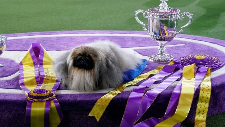 Pequinês chamado Wasabi vence famoso concurso canino de Nova York