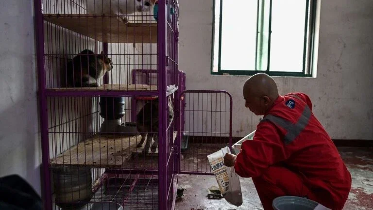Monge chinês resgata 8.000 cachorros da rua