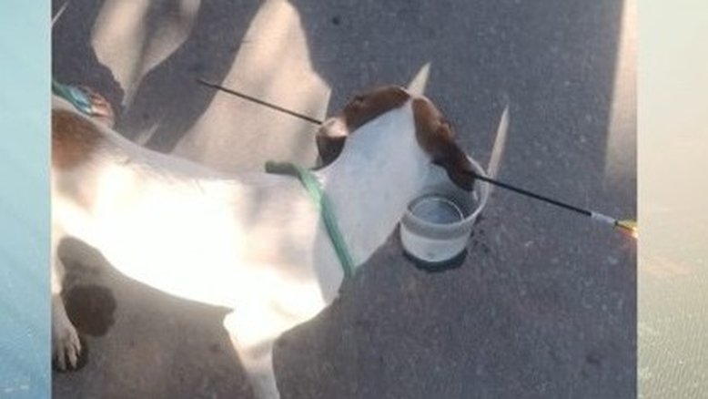 Cachorra fica ferida após ser atingida por duas flechas no pescoço