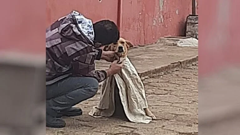 Mulher registra cachorro de rua sendo agasalhado por causa do frio: 